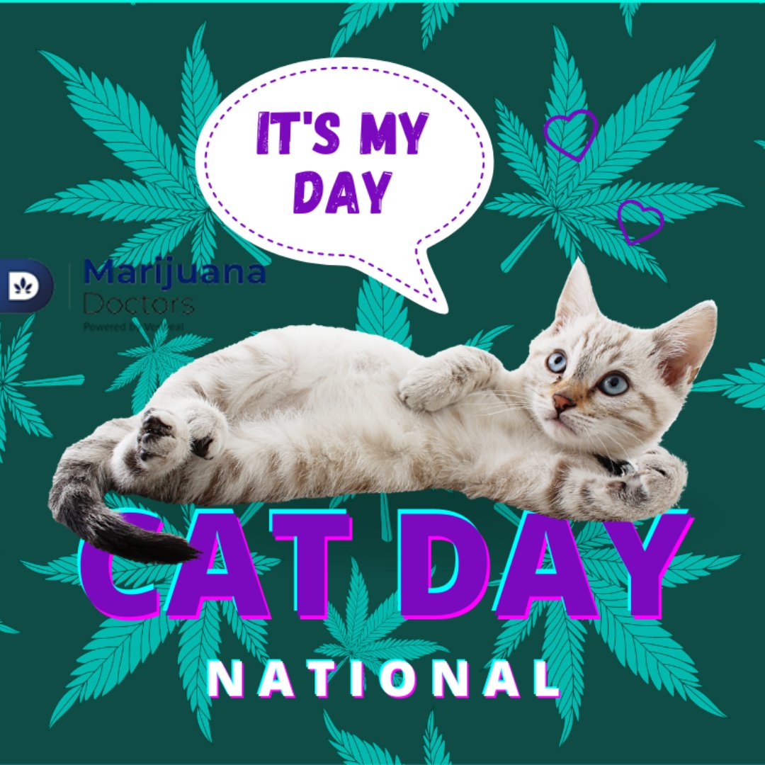marijuanaDR's tweet photo. It's National Cat Day! How do you plan to celebrate your favorite feline(s)?🥳😻
#instacat #catstagram #catoftheday https://t.co/25gmq15dxG