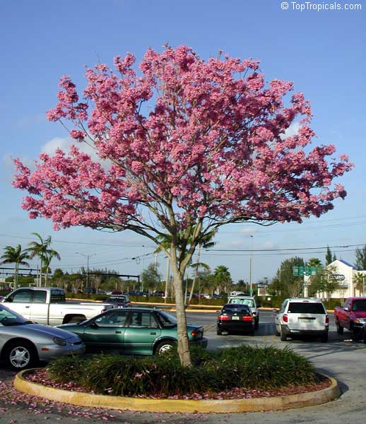 toptropicals's tweet photo. #Tabebuia impetiginosa - Dwarf Pink Tabebuia. Nice small landscape with beautiful bright pink flowers with yellow throat, covering the tree before new leaves appear. #Winterbloomer. Very cold hardy plant.
https://t.co/b7JvVCAVyB
#floweringtrees
#landscapeplants
#SaturdayMorning https://t.co/T5aHVO4pn2