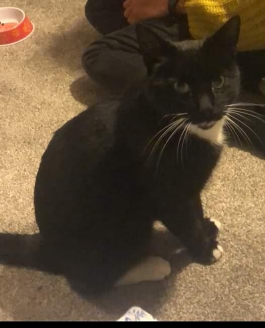 #Missing  cats from Sinfin #Derby #Derbyshire went missing after moving to a new home- they will be trying to find a way back to their old house in Littleover. Please check your sheds &amp; keep an eye out for them. The  #cats names are Stanley &amp; Elijah. If found pls DM.Thank you❤️