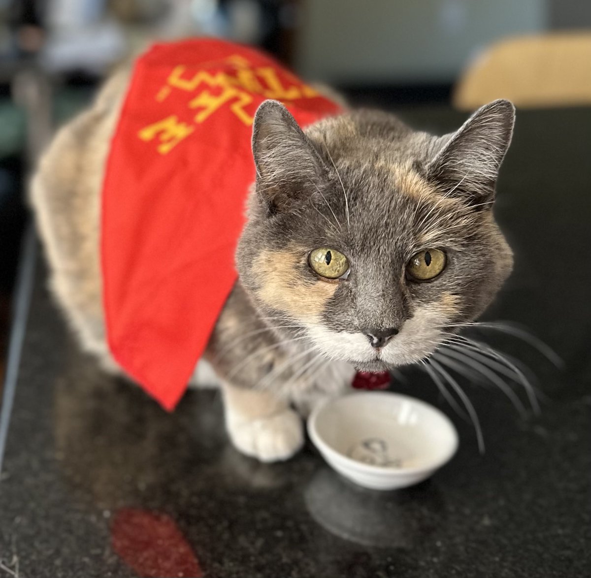 mpmlciowa's tweet photo. #cyclonenation Chiquita waiting for Cyclone victory treats! https://t.co/SLZu7BMF1g