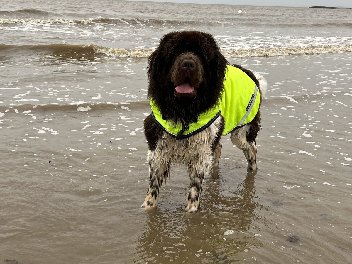 dtbarron's tweet photo. Wind swept, (probably still not that interesting) and oh man was droochit on beach walk this morning #hadaball #keepactive #fleetbay https://t.co/j2UlqqBwCG