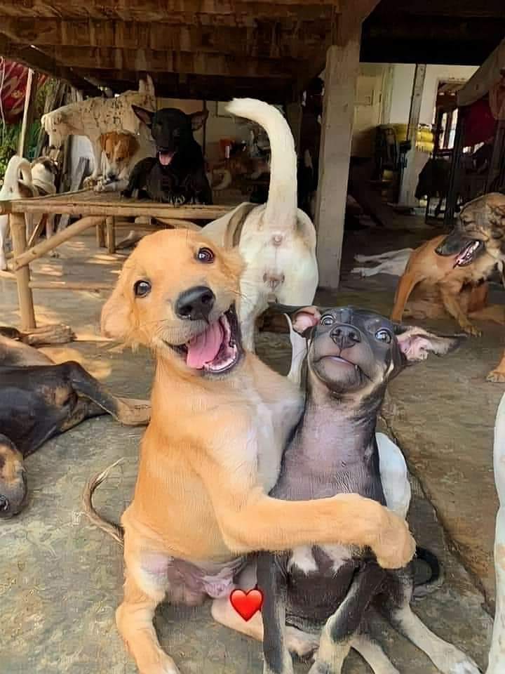 Título para esta hermosa foto ❤️🐶