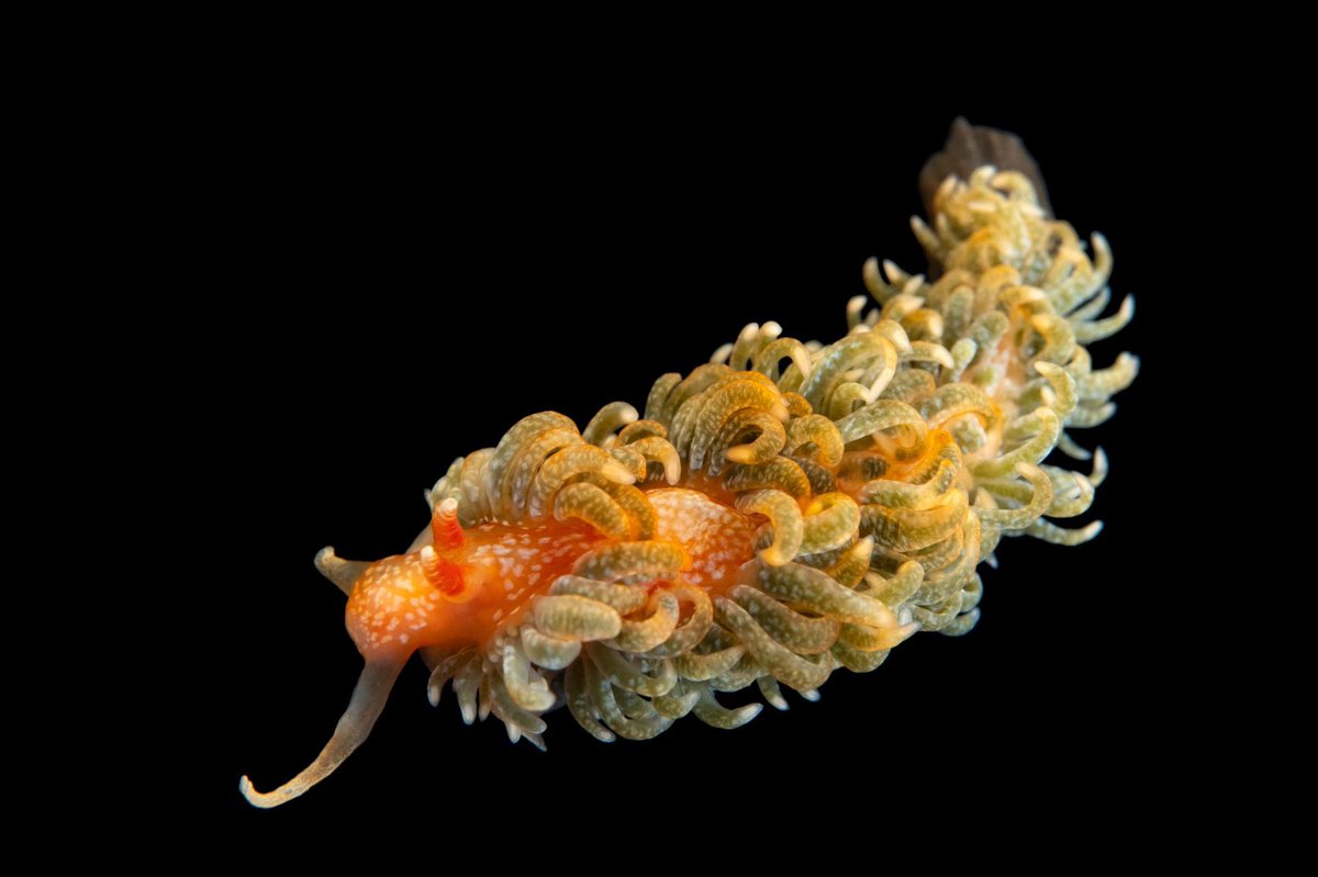 This beauty is commonly known as a sea slug - a shell- less gastropod mollusc. Most species in this family are partially translucent, though they can vary greatly in body shape, color, and size. #nudibranch #seaslug #mollusc #gastropod #seacreature #oceandweller #PhotoArk