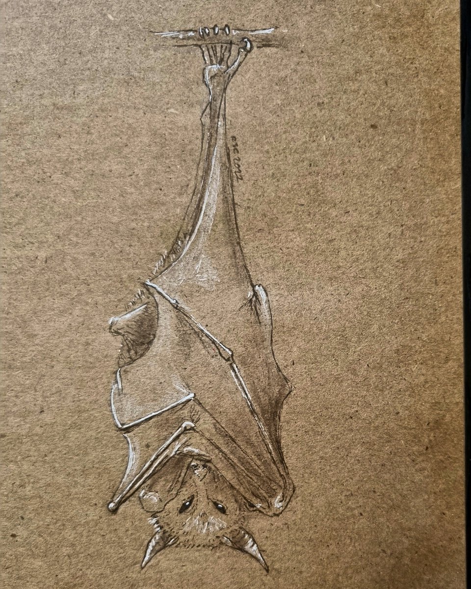 CamfieldBecky's tweet photo. Undying Tales Day 29 Giant Golden-crowned Bat 

The Aswang of Filipino law is maiden by day and vampire witch by night. She flies as a Bat and eats via a long proboscis through the roof to eat the heart &amp; entrails of her victims.

#undyingtales #dailydrawing https://t.co/MhA1DDODaL