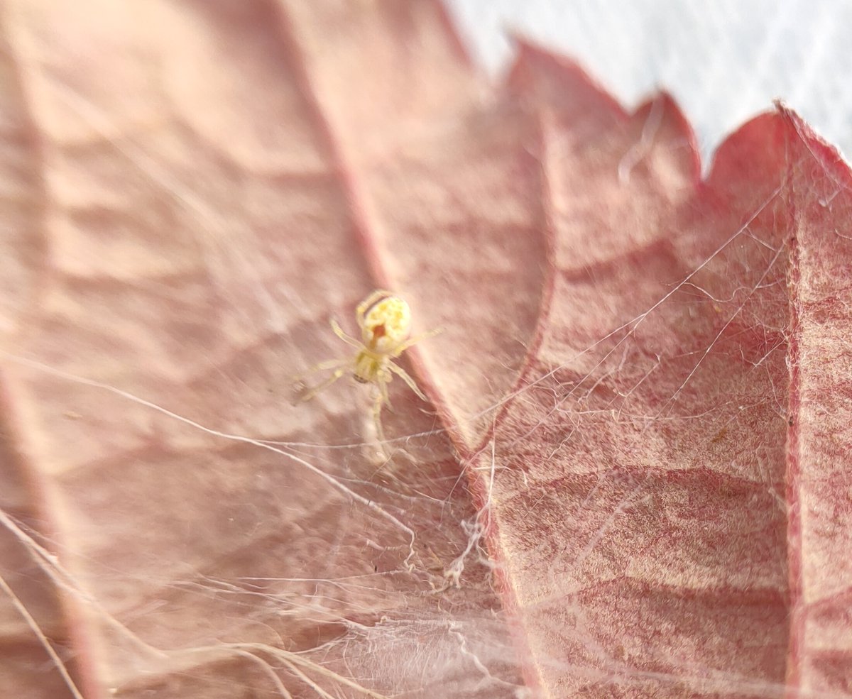 pittypomm's tweet photo. A tiny yellow spider under a red bramble leaf in Taunton, Somerset. Is it maybe Nigma puella?
@BritishSpiders
Cobbled photos with hand lens and phone are the best I could manage. https://t.co/kRk4UVtGHv