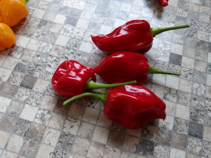 MWNautilus's tweet photo. #ChemistsWhoCook: Presumably the final harvest from this years #ChiliLab... ;-)
Top left to bottom right: Bhut Jolokia, Aji Mango, Goats Weed, Black Heart (#OpenSourceSeeds), Trinidad Scorpion Red, Chinese 5 Colors &amp; #Habanero Tropical Red. #chili #peppers #plants #spice https://t.co/12VhDpJPTj