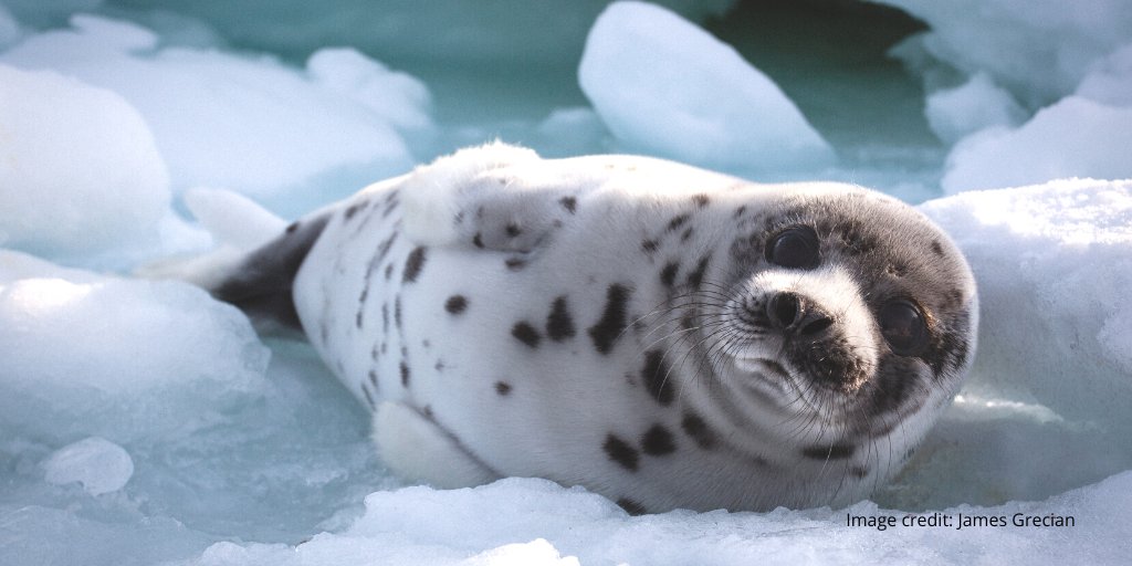 Did you catch Dr James Grecian on the final episode of Frozen Planet II? He spoke of his expedition to Canada where he tracked harp seals to learn about their movements. Catch the programme on BBC iPlayer 📺 Discover more about his expedition 👉 fal.cn/3ta7z