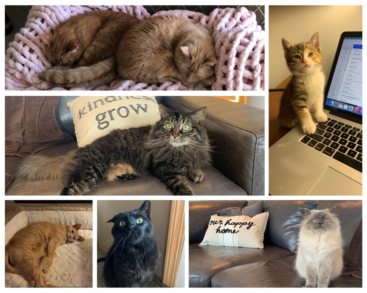 InsightWI's tweet photo. We're taking a meowment to appreciate our purrfect cats! 🐱 

#NationalCatDay https://t.co/xywZKloOQj