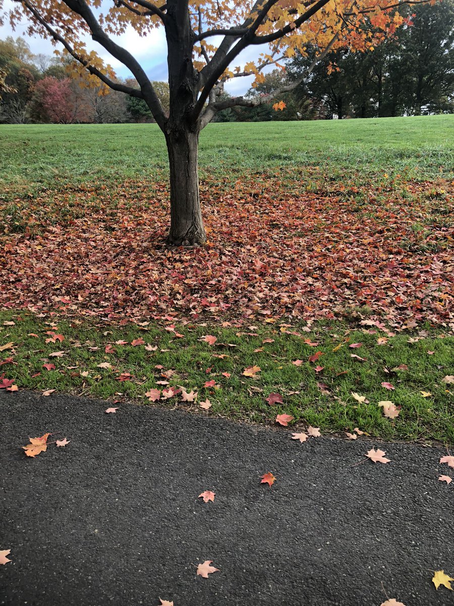 The kid in my head said “What a great pile of leaves to jump in!” The adult in my body said “There are probably roots sticking up under that pile.” #Autumn #fall #leaves