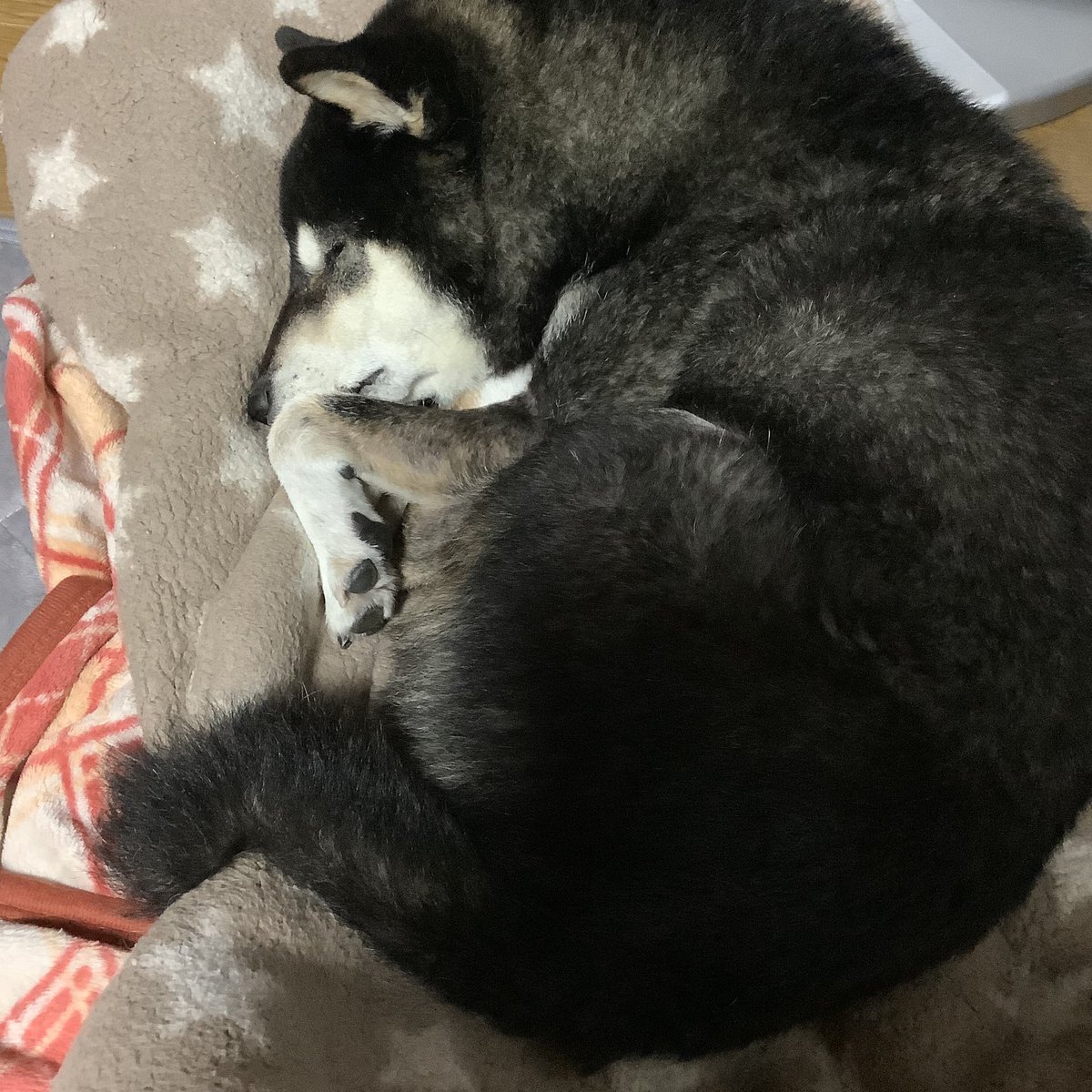 binbinsss's tweet photo. まるまるてんまる。

#天丸 #てんまる #黒柴 #柴犬 https://t.co/AiE4ZUNboj