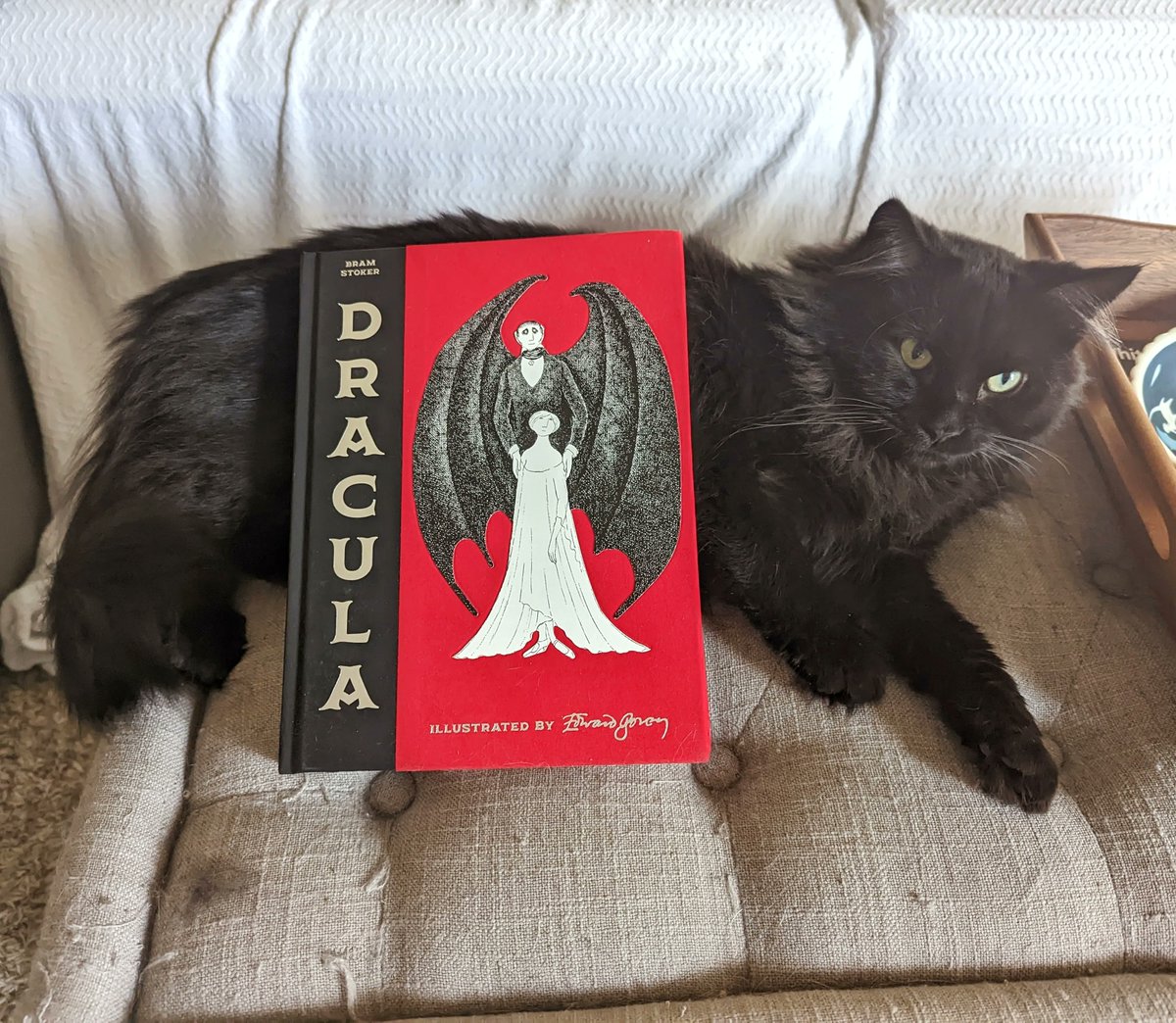 Happy National Cat Day! 
#NationalCatDay #Caturday