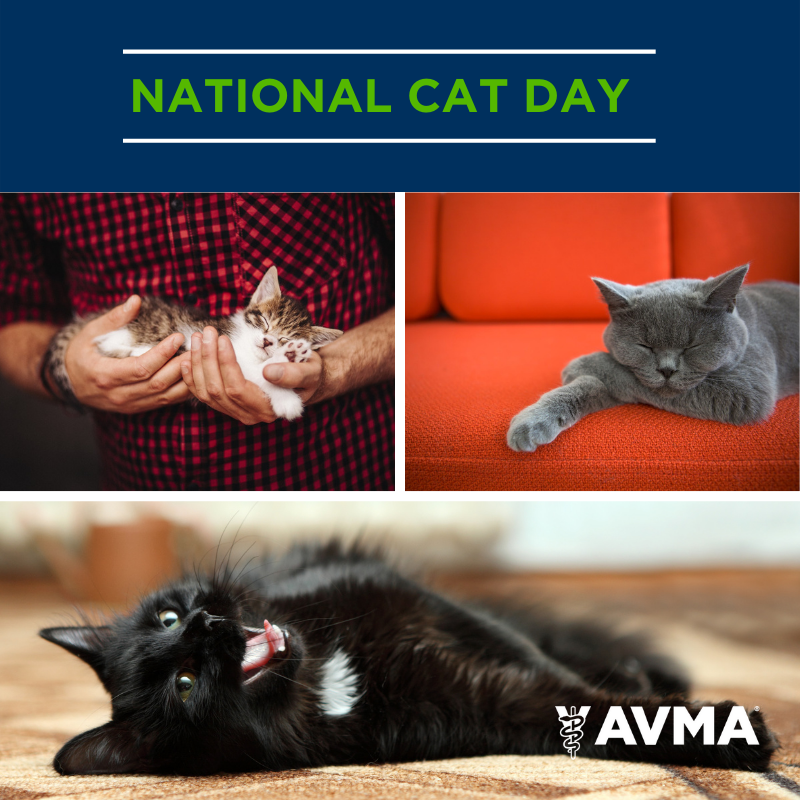 Tweet by AVMA (American Veterinary Medical Association)