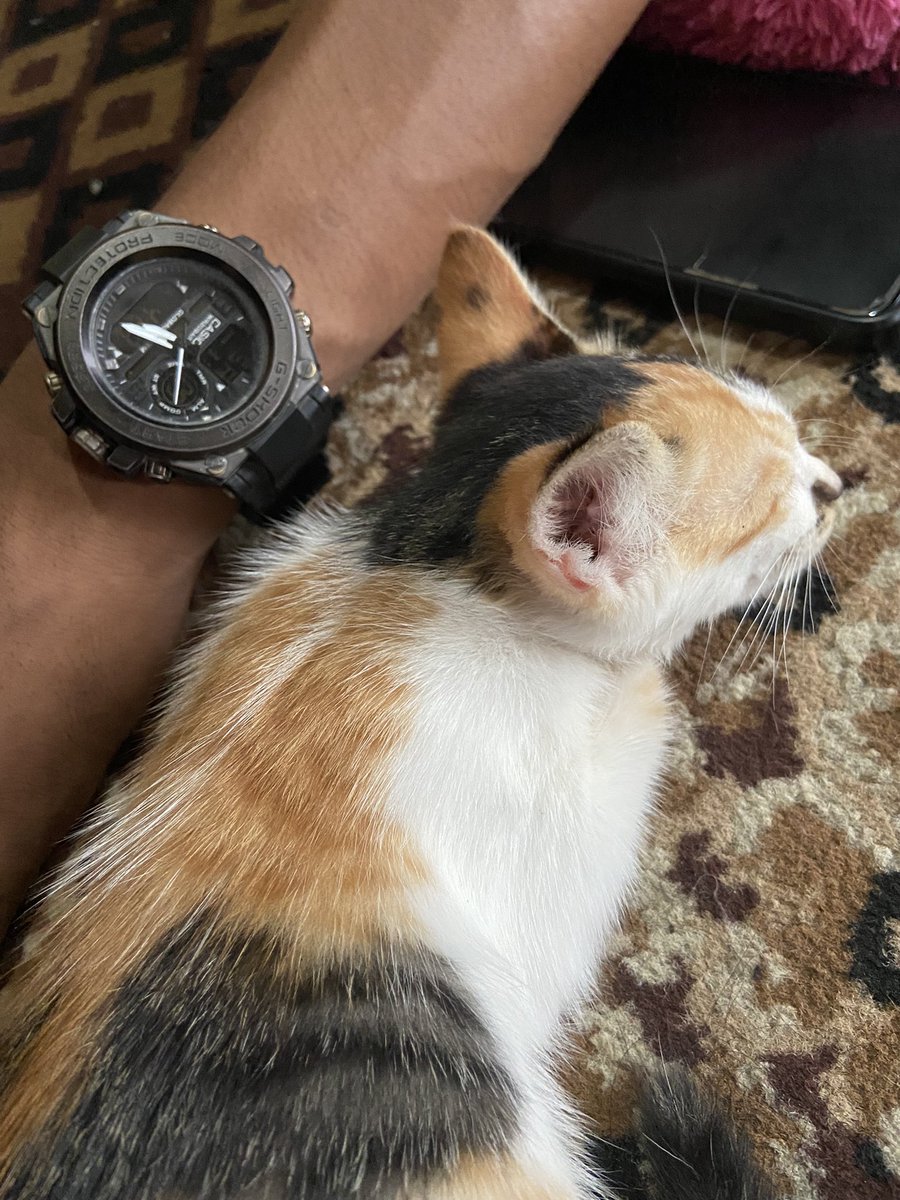 anakmnis's tweet photo. first time diapelin cowo kerumah, setelah 20 tahun hidup di dunia hahhaaa rasanya deg degan jg yak https://t.co/rRZYe6apTy