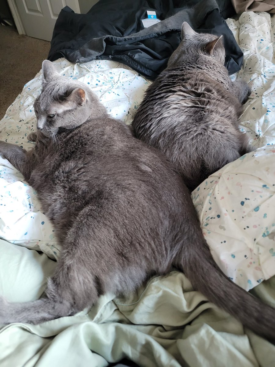 DaleAllenHansen's tweet photo. Happy #NationalCatDay. (You wouldn't know from this picture how much they hate each other. #Ghostkitty #Stormkitty https://t.co/B4Ndwl1f9O