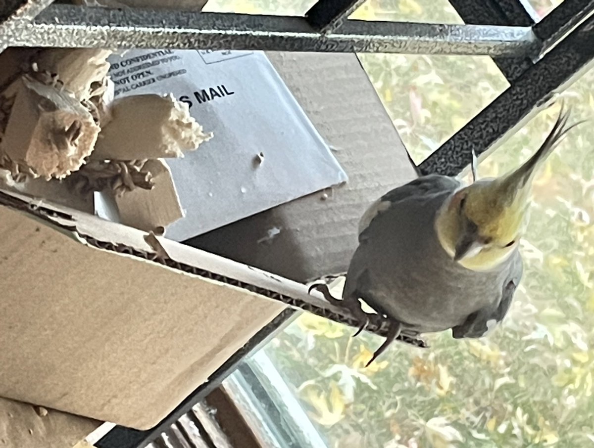Not sure why the toys in this box aren’t in my cage, but I guess I’ll just get in the box to play with them…