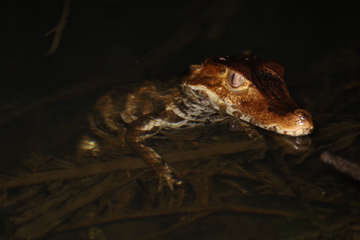 PaleoProject_FG's tweet photo. First data of our field season in #FrenchGuiana where @crocnrollheart and I study the impact of mining activities on mercury contamination in #caimans as part of my new project at the @univienna 🇦🇹 🐊 #ecotoxicology #EuropeCrocs @CrocSpecGroup https://t.co/syUlHBNs2g
