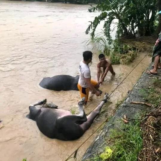 KaDsAntique_'s tweet photo. For our farmers, our farm animals, our houses, bridges, and our people. 🙏
#AntiqueNeedsHelp #AntiqueRescue https://t.co/WaD9fmo97U