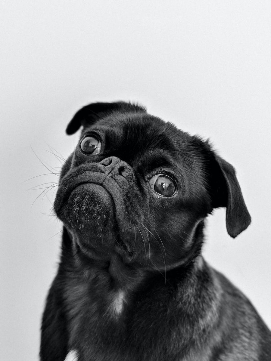 SmartStuffClub1's tweet photo. Incredible!

#Pug #Dog #Dogbreed #Carnivore #Companiondog #Workinganimal #Snout #Wrinkle #Whiskers #Toydog https://t.co/FPBcCAzKTb