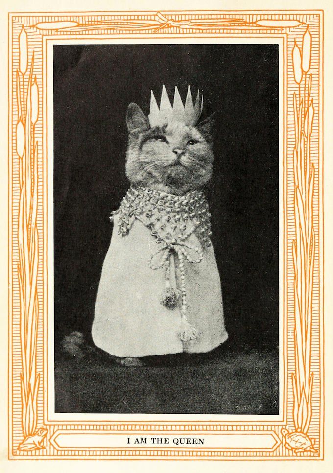 PublicDomainRev's tweet photo. Book from 1911 showing that taking photos of cats and furnishing them with an amusing caption is far from being a phenomenon born with the internet. More here: https://t.co/1jFvOzrLVm #NationalCatDay https://t.co/5W9h2tfwwU