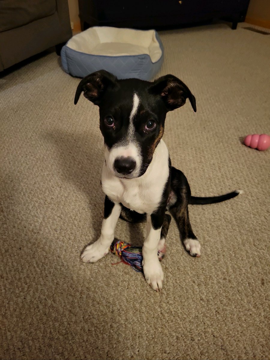 JayWanken's tweet photo. Our puppy Mila! https://t.co/pmQiVRJtIT