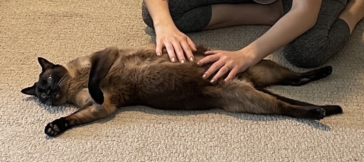 LloydApproved's tweet photo. It’s belly rubs all day on this #NationalCatDay! https://t.co/Td9yeNe6fz