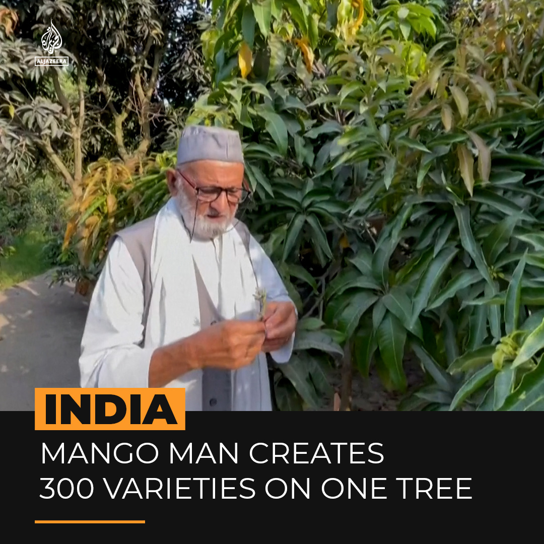 Al Jazeera English on Twitter "This Indian mango grower has produced