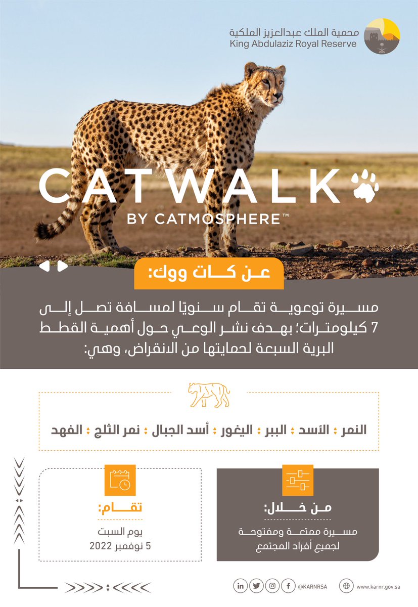 KARNRSA's tweet photo. تعرّف معنا على مبادرة #CATWalk2022 إحدى حملات منظمة @catmospherenow التي تهدف إلى رفع الوعي بأهمية القطط البرية #محمية_الملك_عبدالعزيز_الملكية https://t.co/7JN83uW0dc