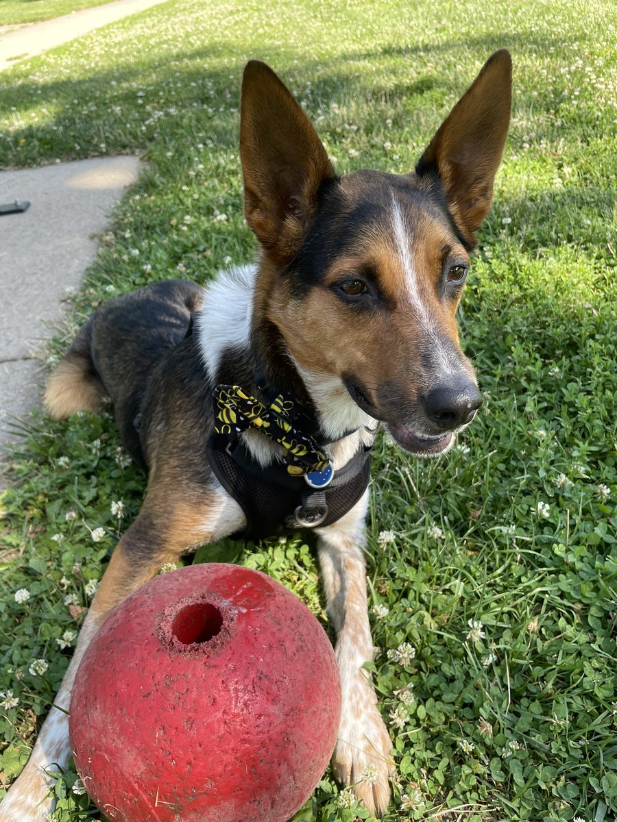 GUESS WHAT TODAY IS? It’s QUIGLEY’S BIRTHDAY and GOTCHA DAY! I’m 5 Years Old! WAGS AND WIGGLES QUIGLEY! 🐺🧡🚀💙🎉💜🤠🧡🎉🎉🎉🎉💖🚀🐺