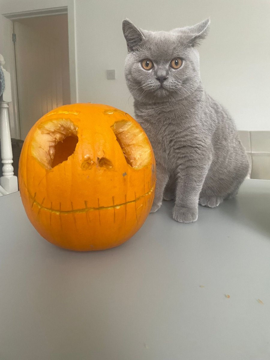 #Caturday #Halloween