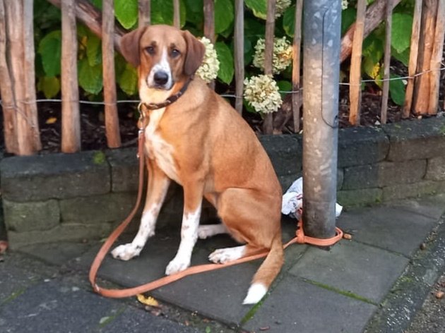 Pol_Milieu_NDRN's tweet photo. Wie kent de eigenaar van deze #hond. Deze is achtergelaten in #Zuidlaren met het kennelijke doel er vanaf te komen. De #chip is niet op de actuele houder geregistreerd. Wie meer weet over deze hond mag bellen met 0900-8844 ovv. BVH: 2022281408 of via @M08007000 ^JR https://t.co/ga5vGBF3AC