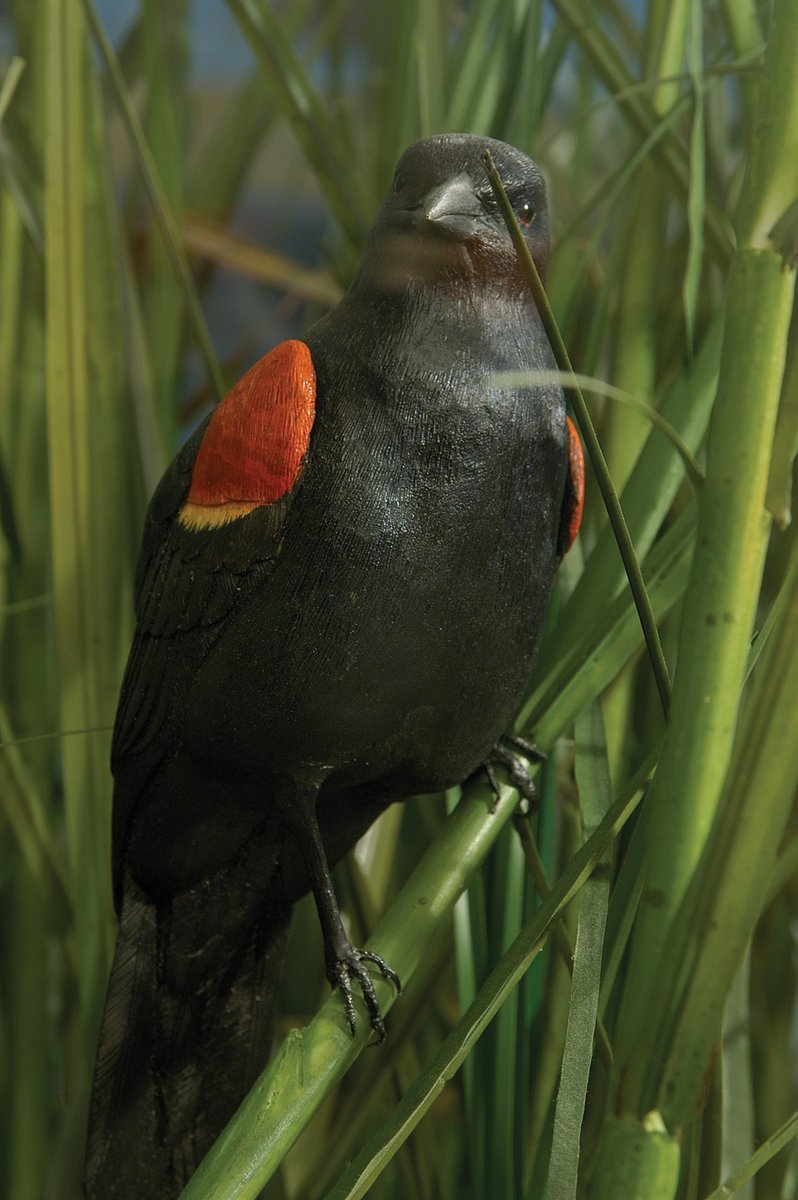 TSIExhibits's tweet image. Red-winged Blackbirds like to be noticed. This model we created can be seen at GTM NERR Research Reserve in FL.
@GTMNERR 

#bird #exhibition #BirdModel #Fabrication #Installation #Red-WingedBlackBird