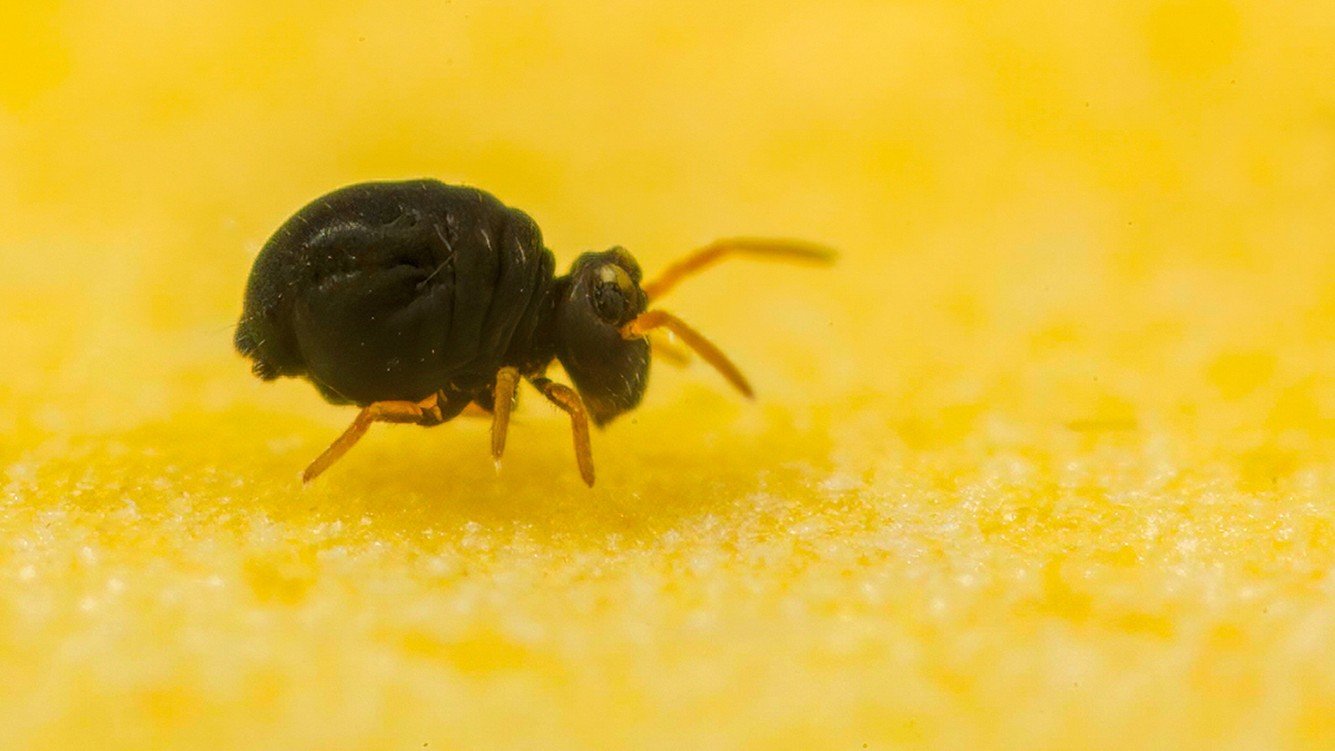 Ed_P_Wildlife's tweet photo. Years of experimentation, has indicated that springtails like to congregate under fallen Laurel leaves (and others of course). The yellow provides a good photographic background too, particularly for these dark Sminthurinus species. #Mesofauna #Collembola #Globbies https://t.co/vkPI9qmbxb