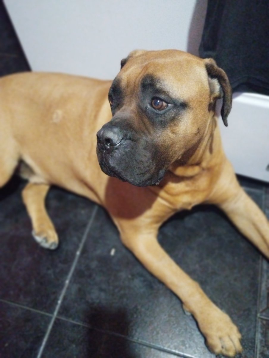 brutussss 🐶 (@brutuscapitan88) on Twitter photo 