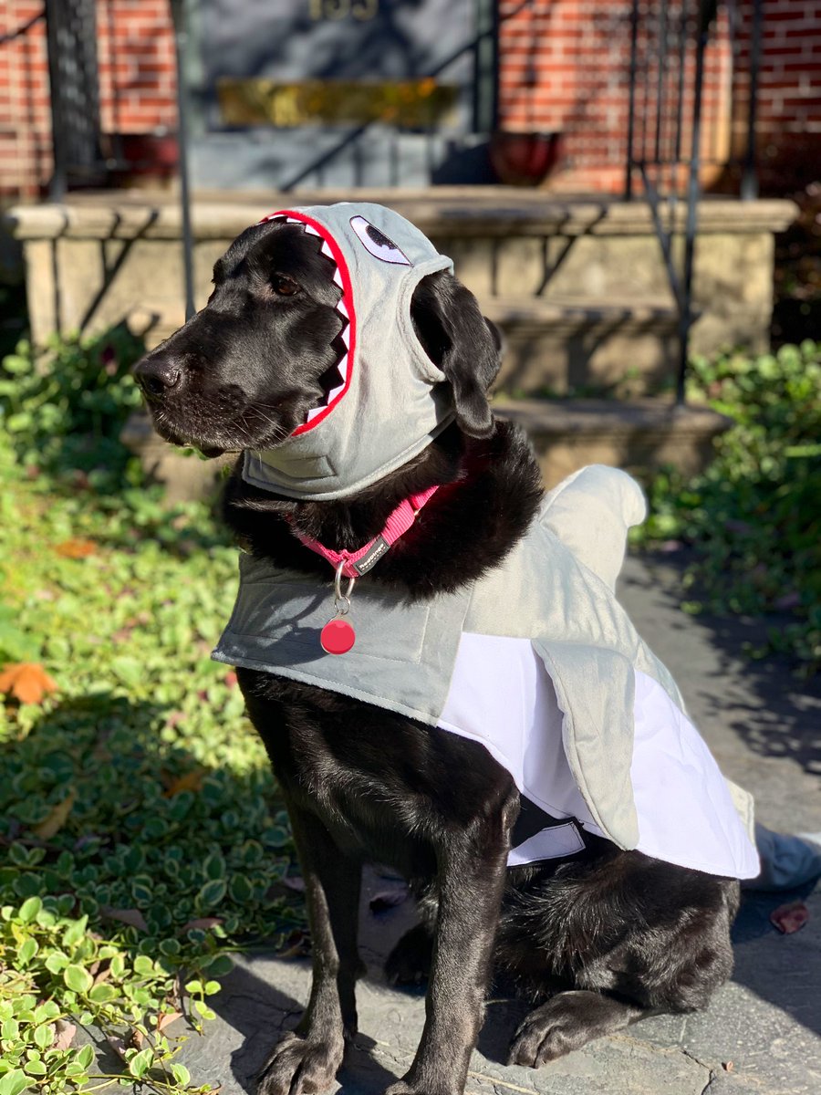 The Chow Lab tweet media