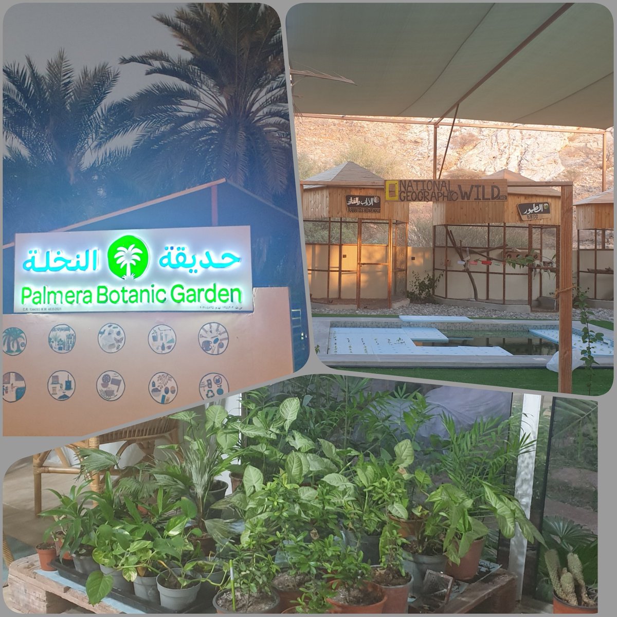 #حديقة_النخلة 
#مسقط 
من أجمل الوجهات الثقافية.
<a href="/GardenPalmera/">Palmera Botanic Garden</a>