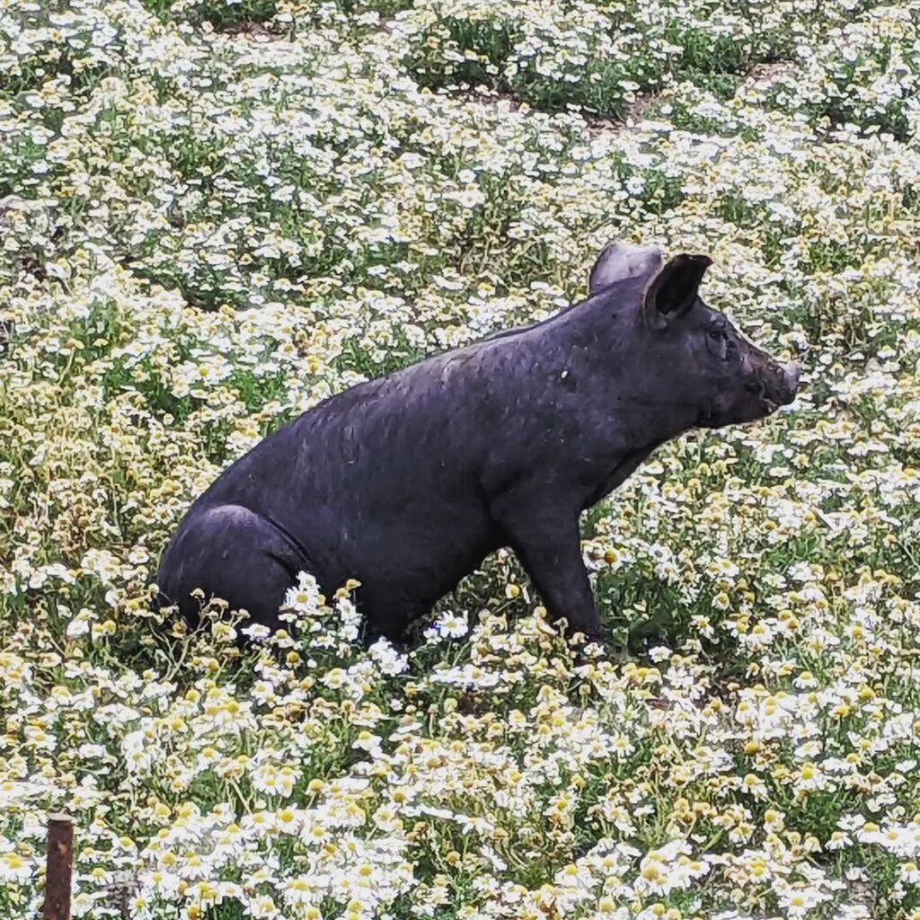 SportingCollect's tweet photo. A chamomile piglet ( in late October?!)
.
.
#berkshirepigs #piglet #piglets #berkshirepiglets in https://t.co/Xv2Ridvq6o https://t.co/IHRLJ6HXut