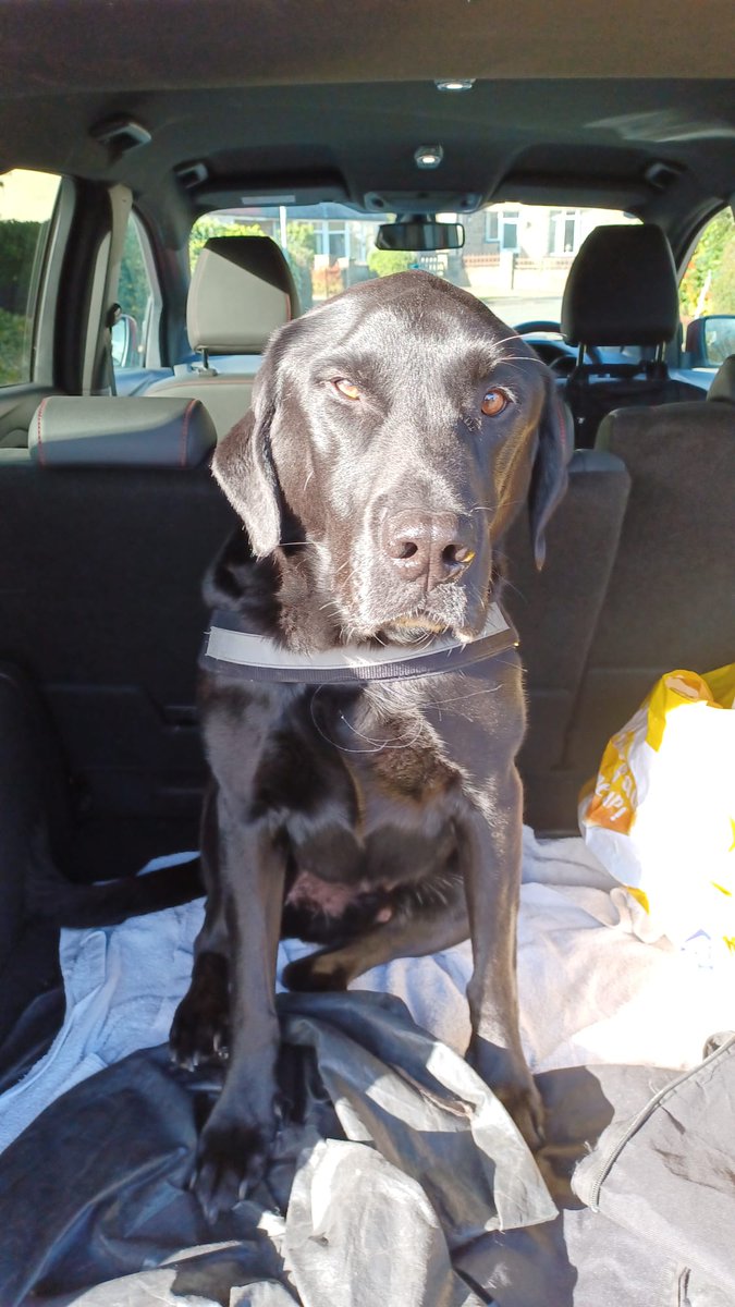 anthonywcasson's tweet photo. Newest member of the team!
#YouthWork
#TherapyDog
#WalknTalk
#Wellbeing
#LocalGreenSpaces
@YouthBradford https://t.co/ewV4oliJg2