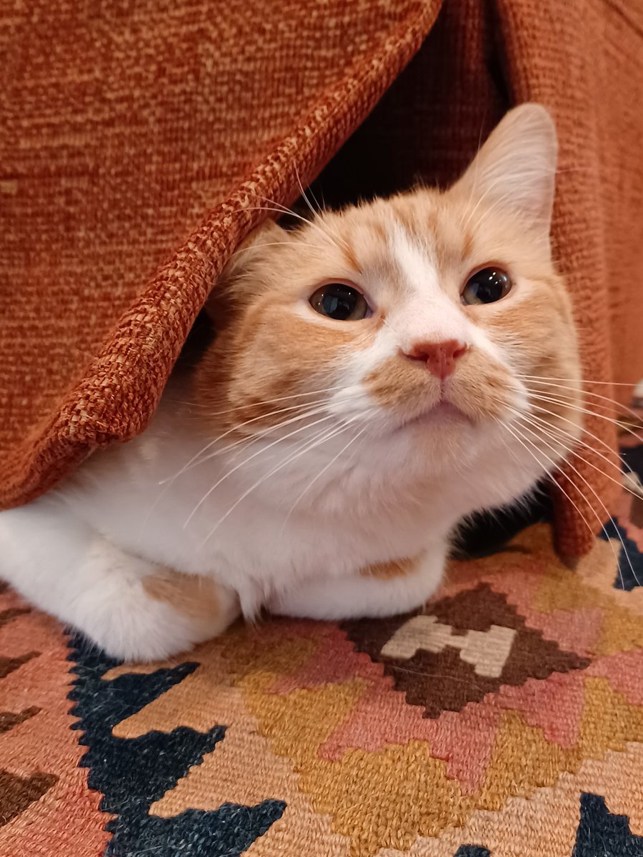 Happy #NationalCatDay! I'm honored to be this four-legged fellow's top staffer.