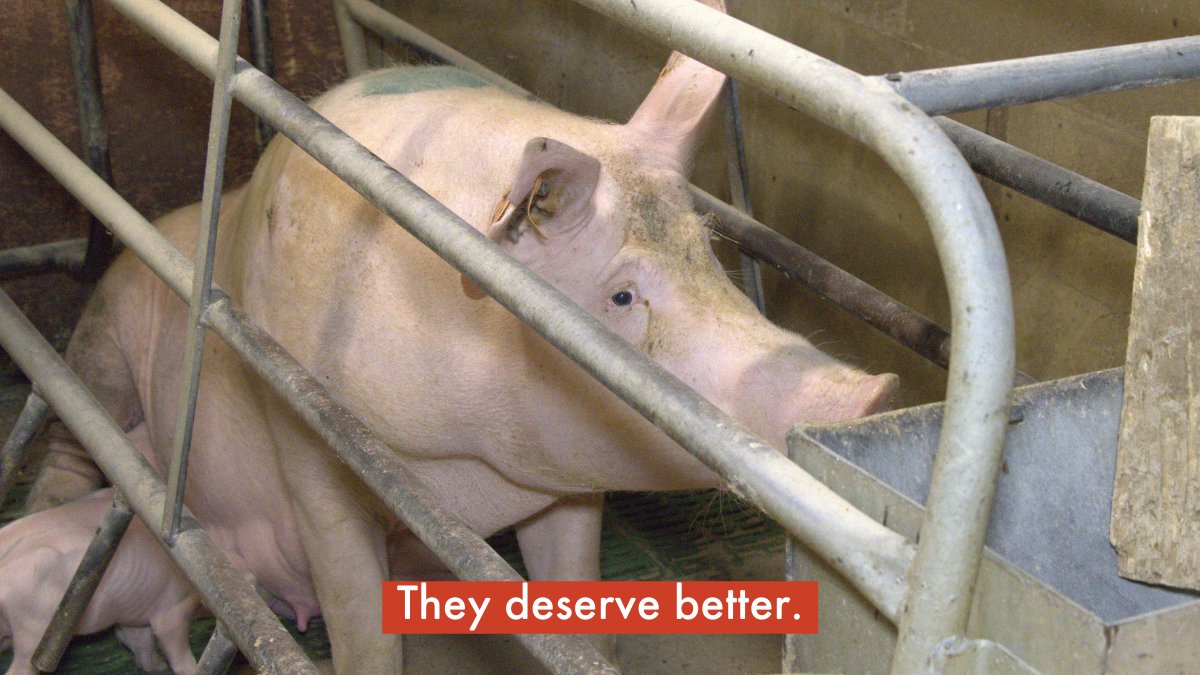 In factory farms mother pigs are caged so they can’t even turn around to see their piglets. They deserve better than this 🐷💔 We must #EndFactoryFarming