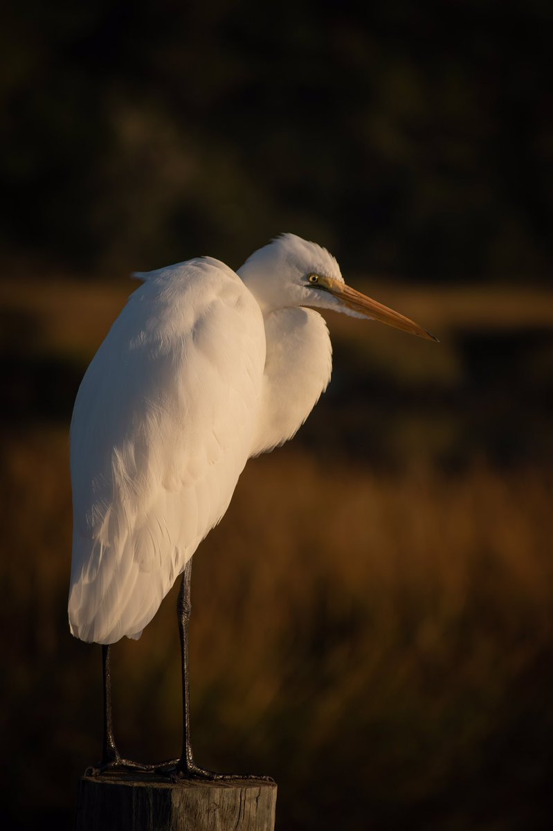 CaseRiddle's tweet photo. This Egret looks like someone woke him up too early this morning! #Egret #TwitterNatureCommunity #TwitterNaturePhotography #BirdTwitter #birds #wildlifephotographer https://t.co/lg9jykx35X