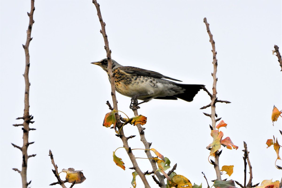 Tom Chadwick tweet media