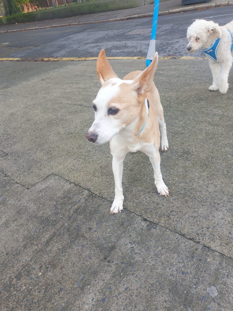 Nell (@nell496) on Twitter photo I found this little dog at Harold's Cross Park at 3 p.m. today. Is anyone in Terenure, Harold's Cross, Kimmage missing their dog. I think got scared by fireworks. <a href="/DogsTrust_IE/">Dogs Trust Ireland</a> I found this little dog at Harold's Cross Park at 3 p.m. today. Is anyone in Terenure, Harold's Cross, Kimmage missing their dog. I think got scared by fireworks. <a href="/DogsTrust_IE/">Dogs Trust Ireland</a>