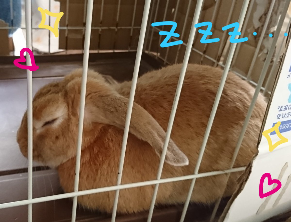 垂れ耳うさぎ - Twitter Search / Twitter
