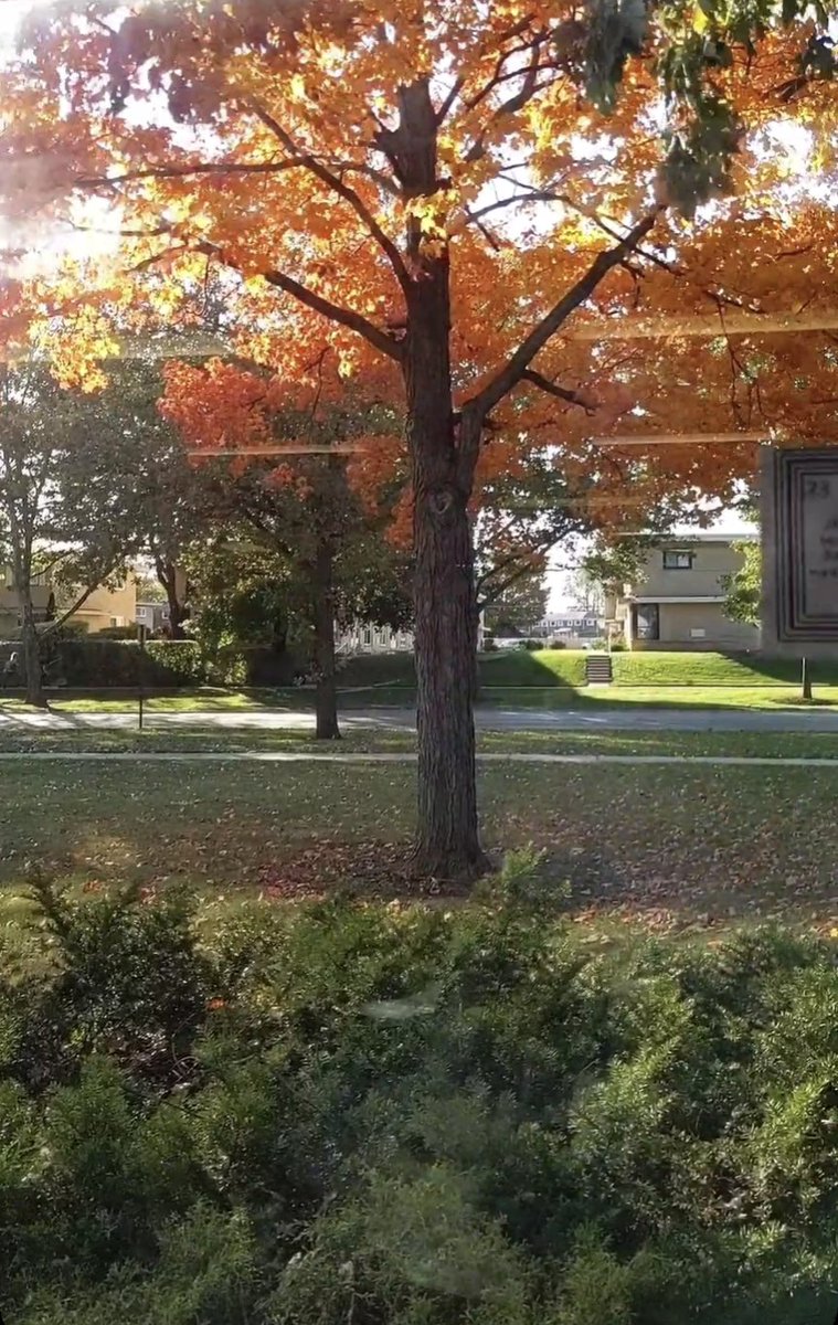 Mrs. Honsa tweet media