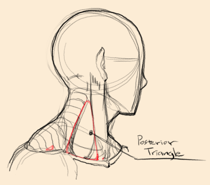 megamasterO's tweet photo. more #anatomystudies #dynamicsketching https://t.co/sefjpTe9D4