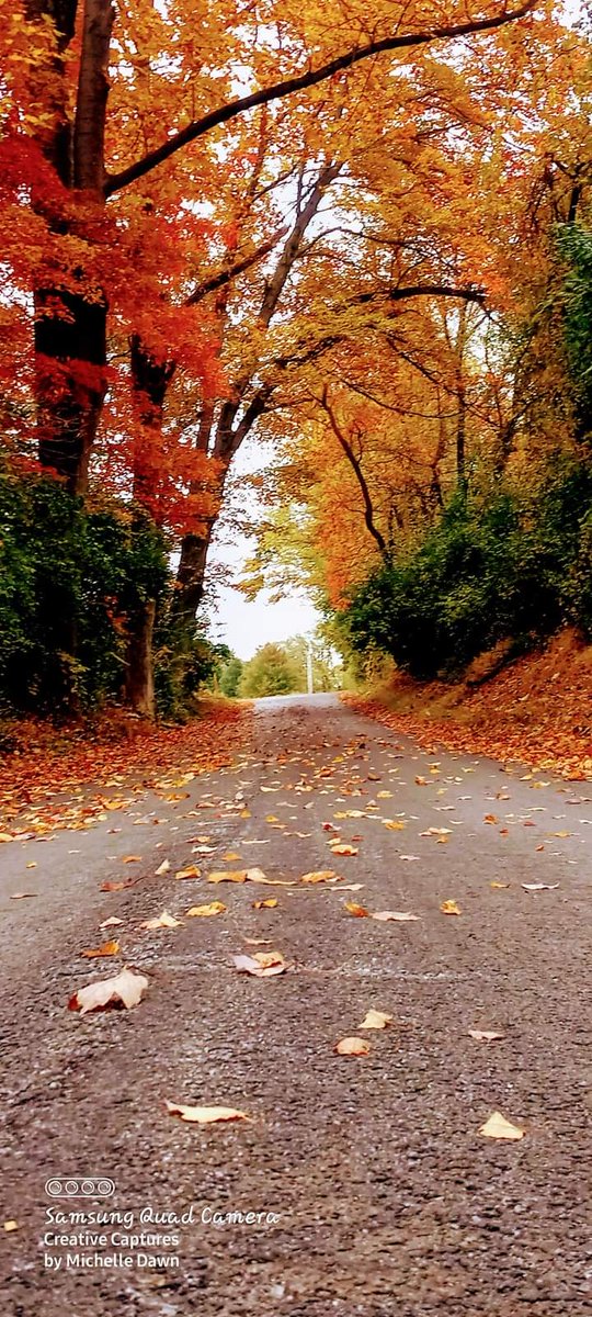 Shawtyluvs420's tweet photo. I love fall! I wish it would stay this way year round! ( sigh)
#fallrides
#beauty
#beautiful
#fallcolors
#fall
#photooftheday
#PhotographyIsArt https://t.co/NtZxoLit2K
