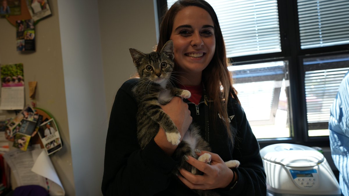 TollesTech's tweet photo. Since it's "National Cat Day" we thought we post a picture of one of our students enjoying the Pre-Vet program at Tolles! @toddhoadley @tollesvettech #nationalcatday https://t.co/ws1c2Pd1fo