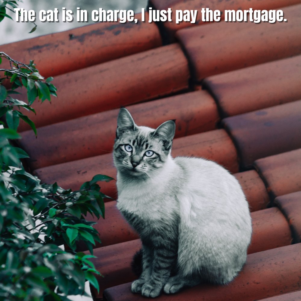 TriumphRoofing's tweet photo. In honor of #nationalcatday https://t.co/zbRWuh3dQD