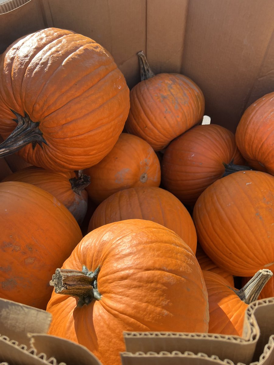 CleanerFoods's tweet photo. …have you ever been to a #HauntedFarm⁉️
•
•
#TODAY • #TODAY • #TODAY: it’s going down 🎃
•
•
✅ SEE YOU AT THE #PlantationParkHeightsUrbanFarm 
🧛🏾🐝👩🏿‍🌾🇹🇹🥰🎃🇺🇸🌚🧟‍♂️🧞‍♀️🧙🏿‍♀️ #Haloween #urbanagriculture #baltimore https://t.co/7UklcvzWfx