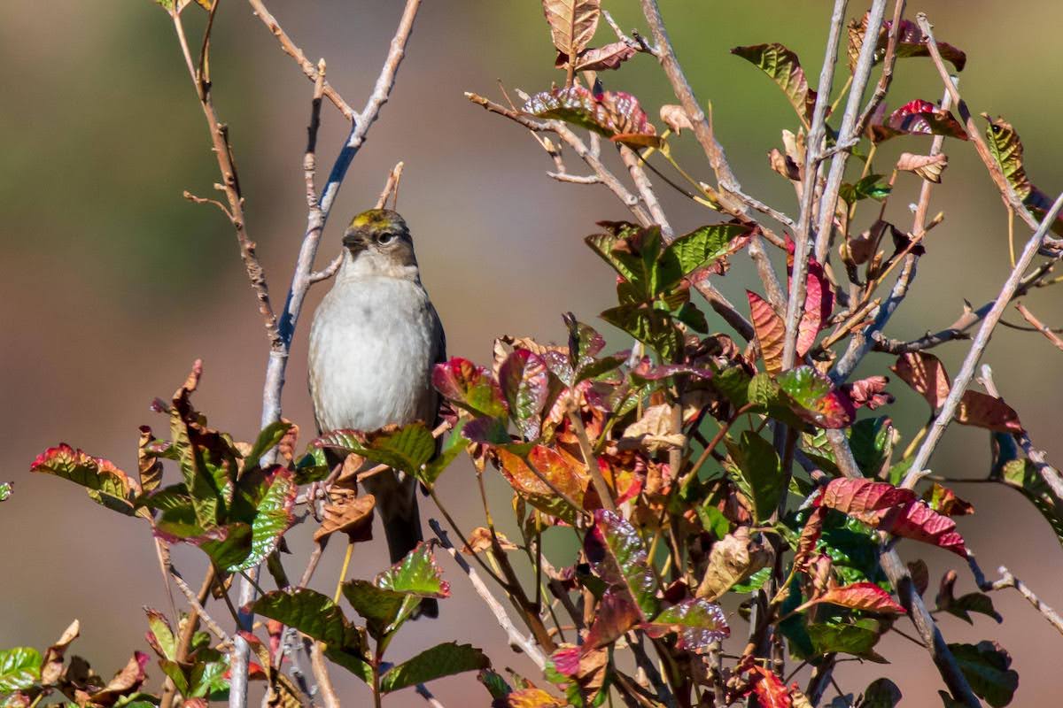 Big Sur Land Trust (@bigsurlandtrust) on Twitter photo Evidently this Golden Crowned Sparrow does not follow the golden rule of "leaves of three let them be!" 
📷 : Bradley Dunbaugh
#FindYourWonder #BSLT #BigSurLandTrust #Conservation #MontereyCounty #PublicAccess #GetOutside #HealthyLands #HealthyPeople #HealthyCommunities Evidently this Golden Crowned Sparrow does not follow the golden rule of "leaves of three let them be!" 
📷 : Bradley Dunbaugh
#FindYourWonder #BSLT #BigSurLandTrust #Conservation #MontereyCounty #PublicAccess #GetOutside #HealthyLands #HealthyPeople #HealthyCommunities